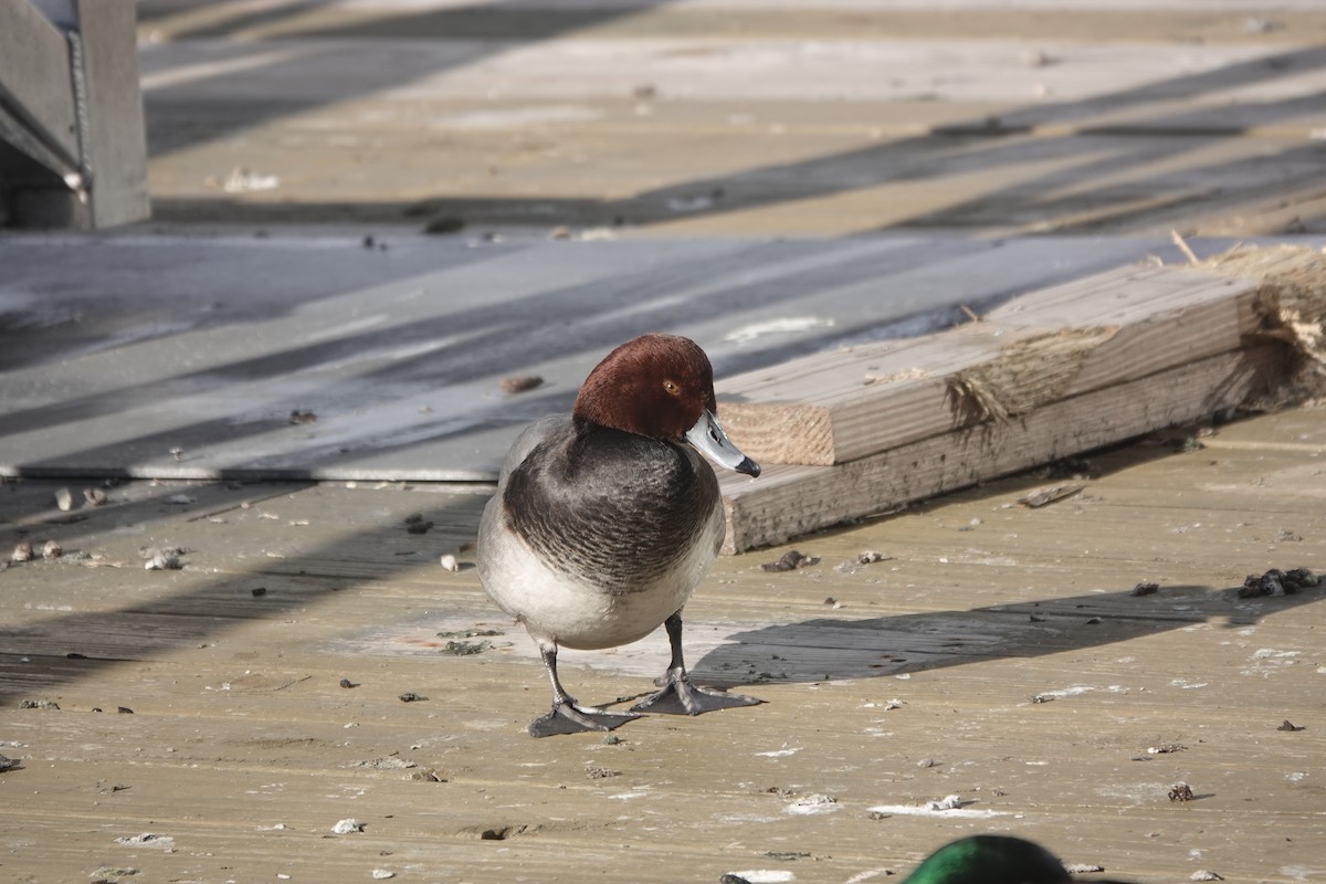 Fuligule à tête rouge - ML614324385