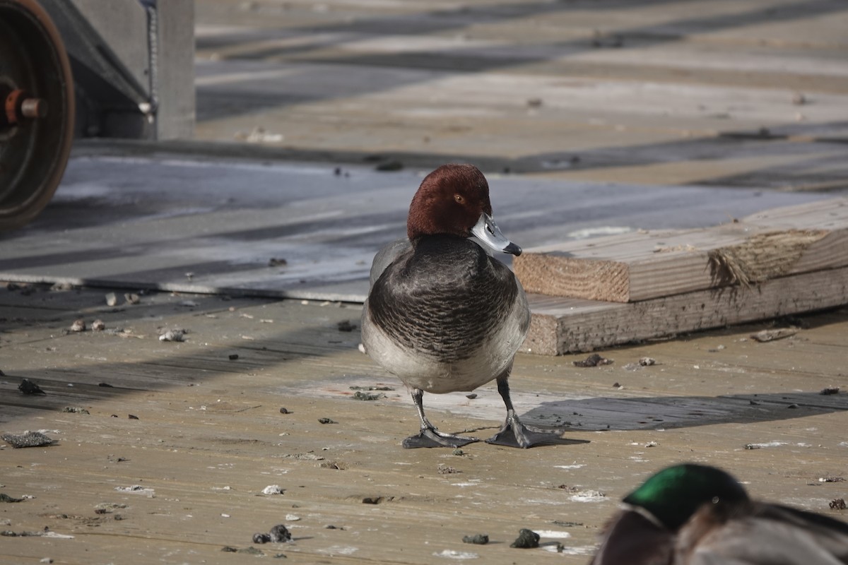 Redhead - ML614324386