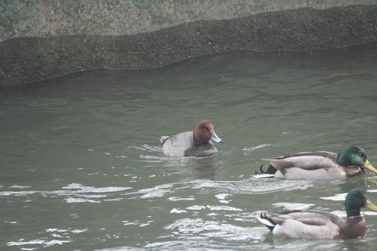 Redhead - ML614324390