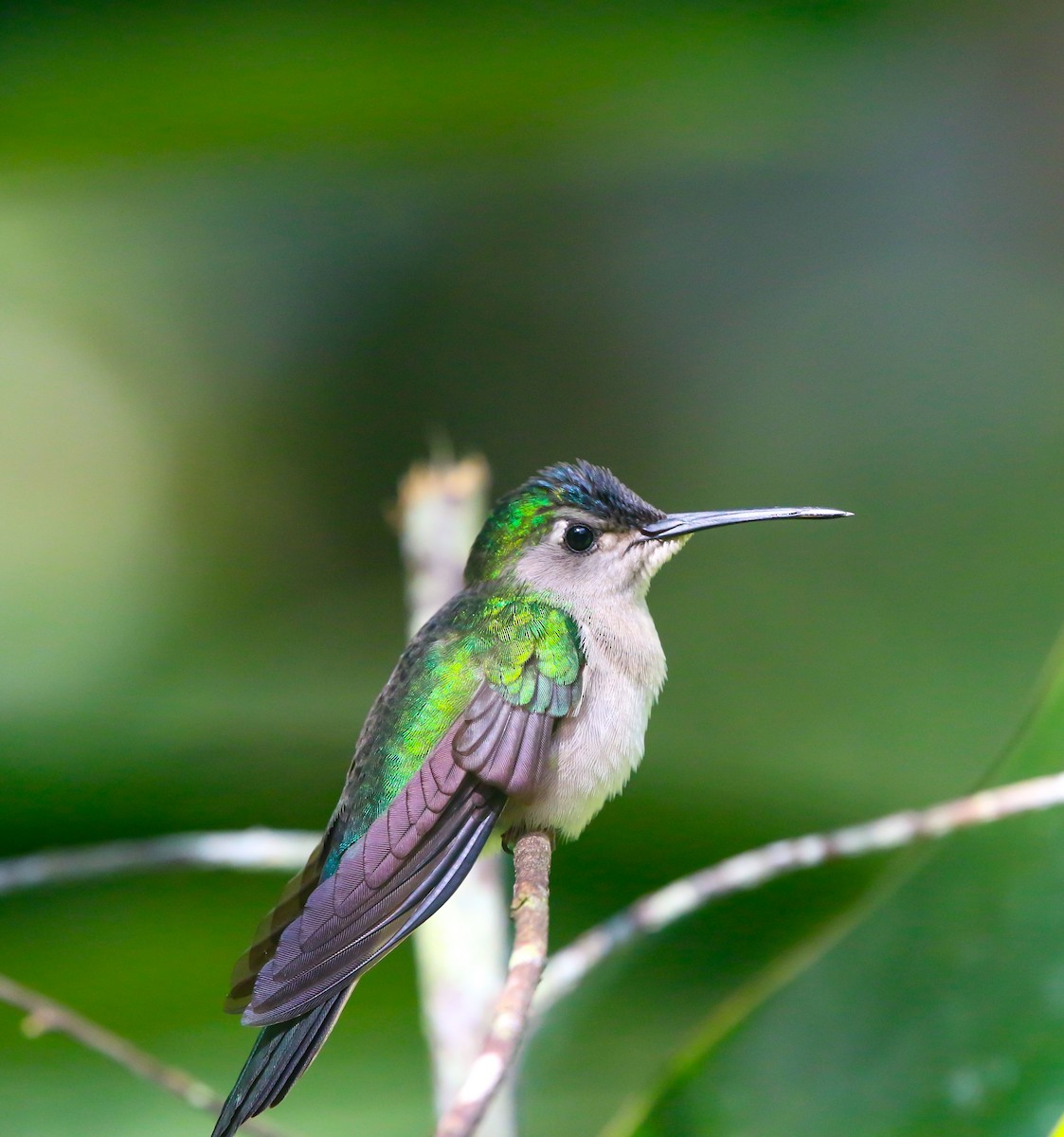 Wedge-tailed Sabrewing - ML614324444