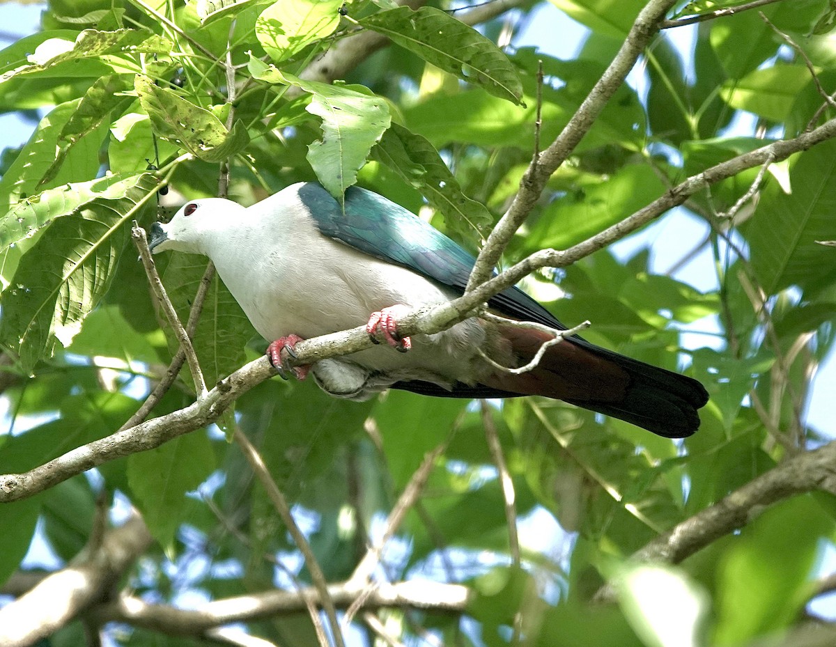 Spice Imperial-Pigeon - Howie Nielsen