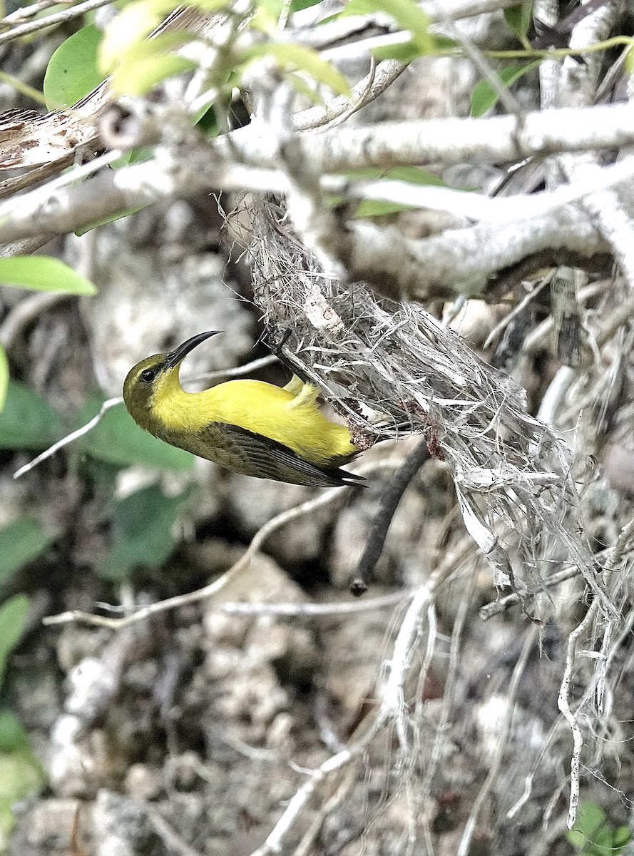 Sahul Sunbird - Howie Nielsen