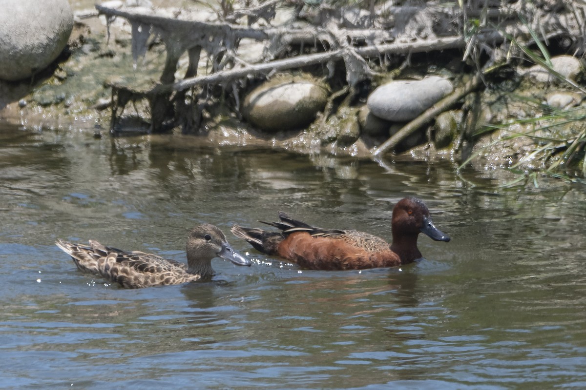 Cinnamon Teal - Amer Fernández Dávila Angulo