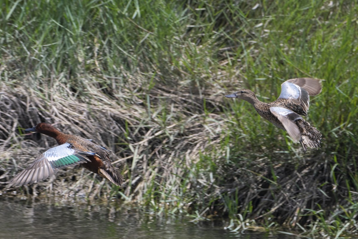 Cinnamon Teal - Amer Fernández Dávila Angulo