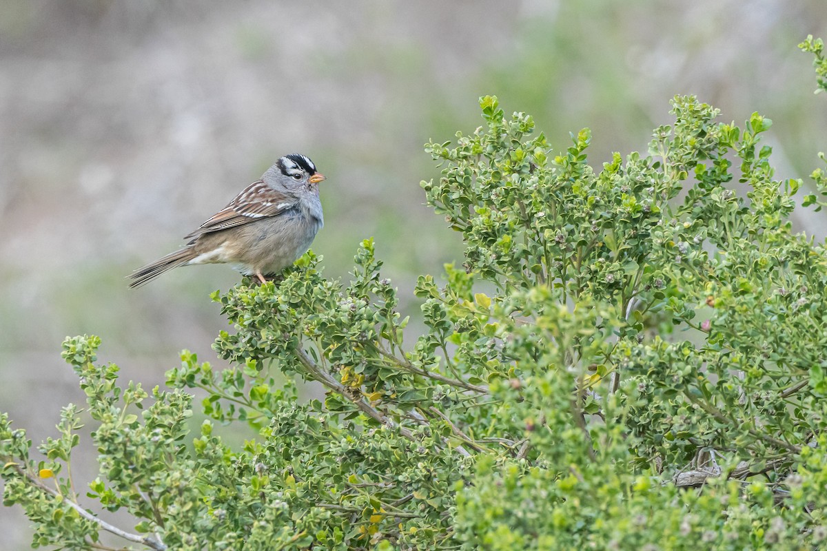 White-crowned Sparrow - ML614324545