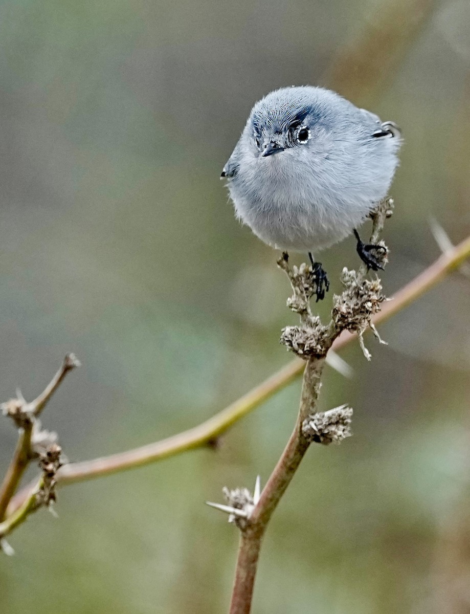 Black-tailed Gnatcatcher - ML614324613