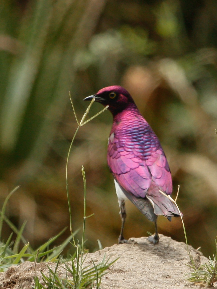 Violet-backed Starling - ML614324641
