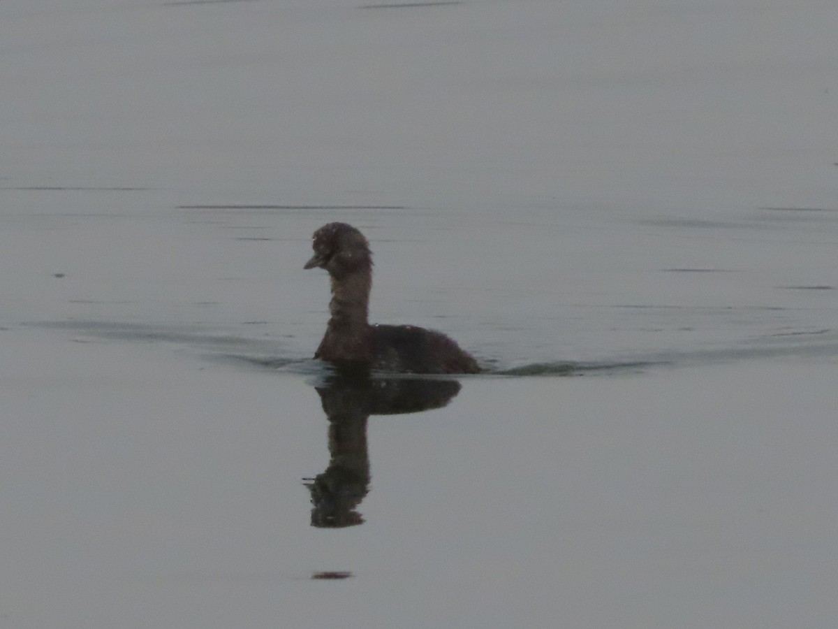 Least Grebe - Michelle Browning