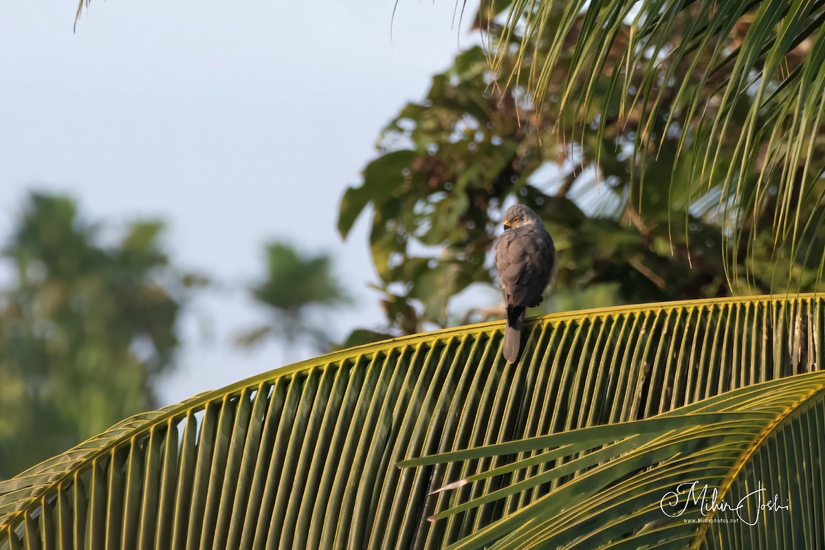 Gray-headed Goshawk - ML614324684