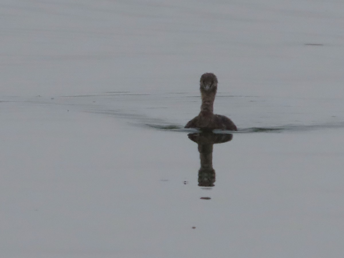 Least Grebe - Michelle Browning