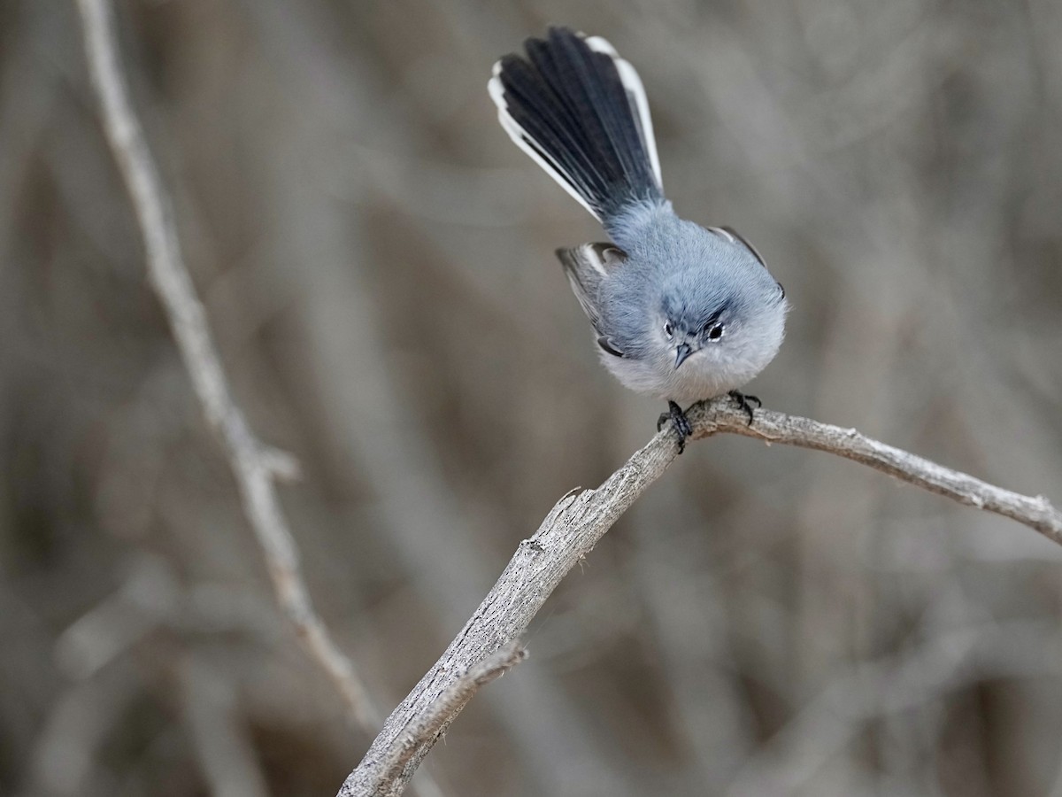 Black-tailed Gnatcatcher - Donald Estep