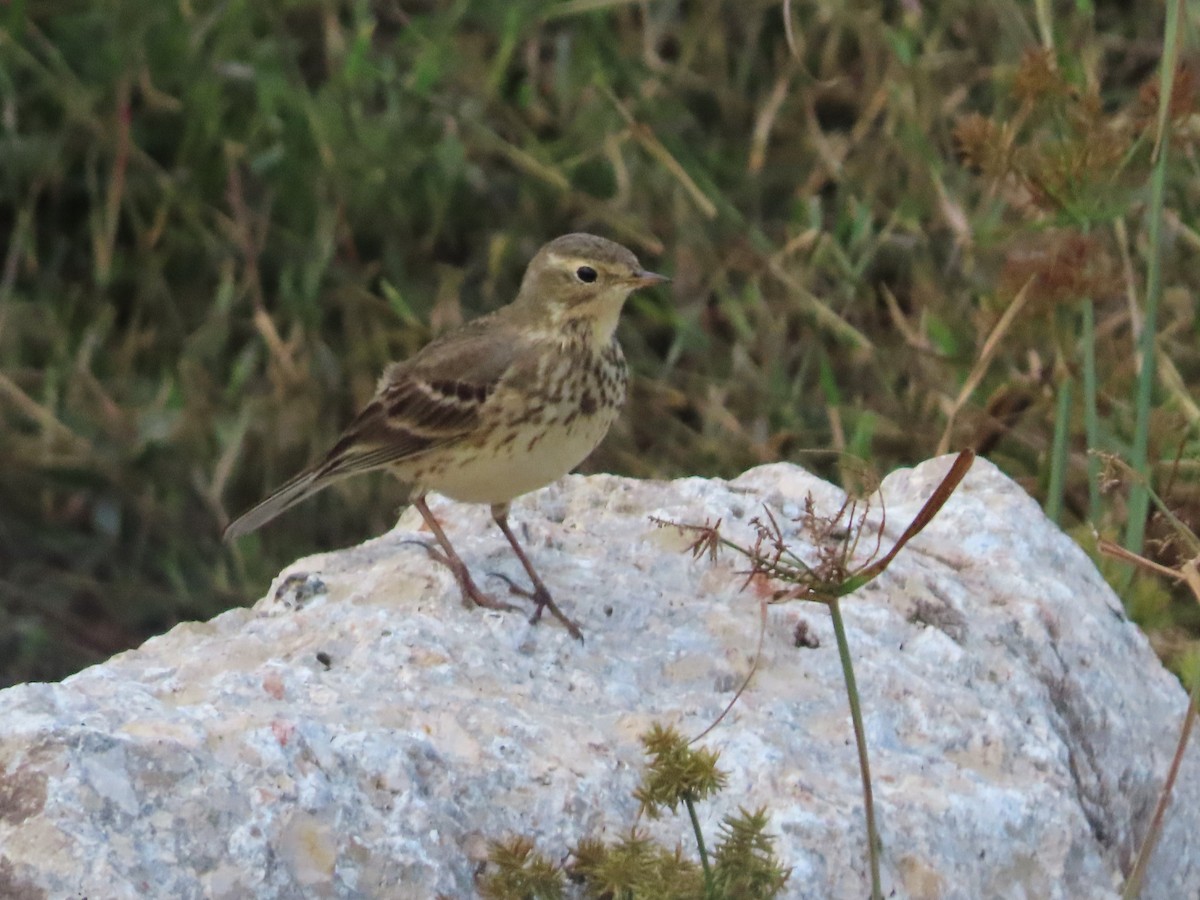 Pipit d'Amérique - ML614324715