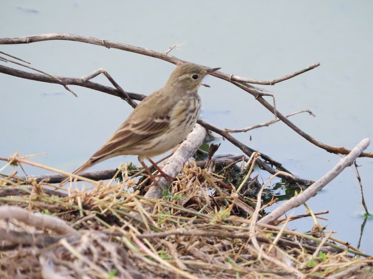 American Pipit - Michelle Browning