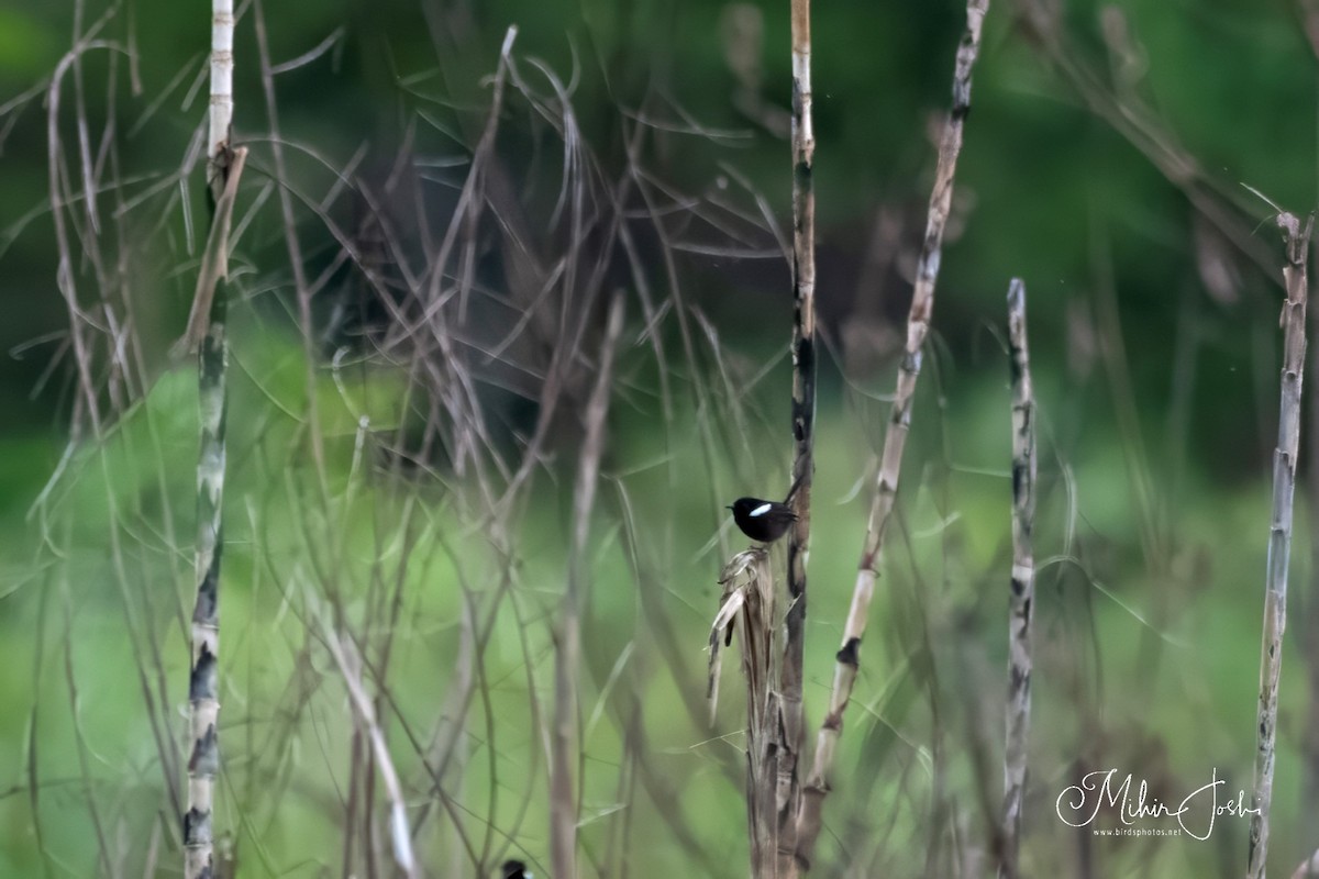 White-shouldered Fairywren - ML614324745