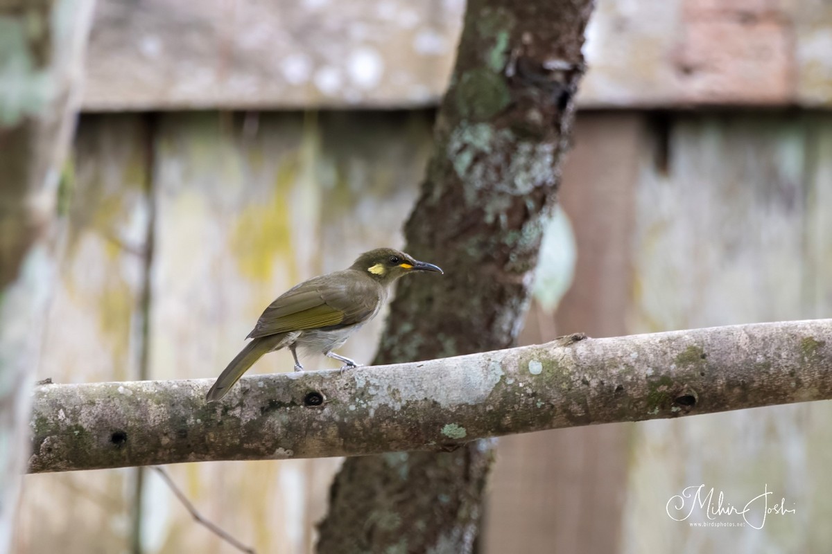 Puff-backed Honeyeater - ML614324754