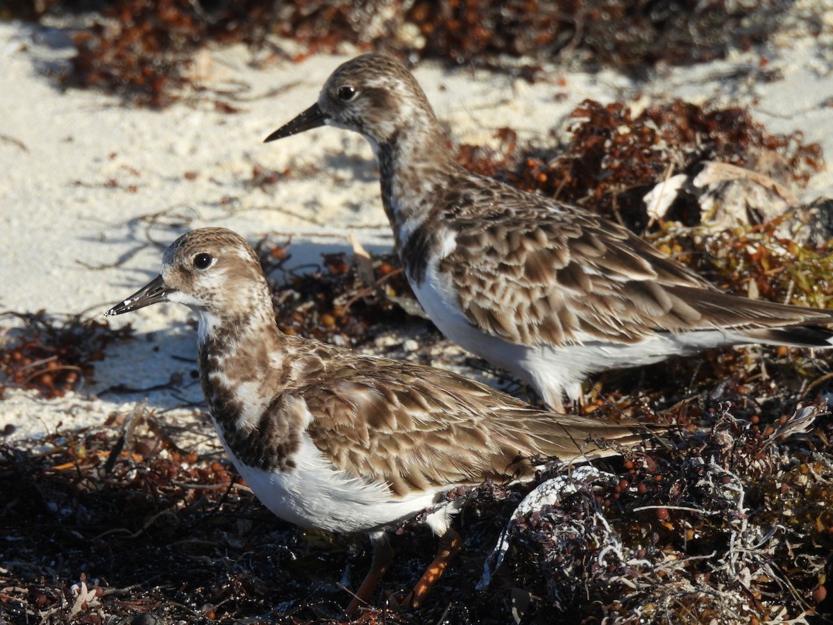 Ruddy Turnstone - ML614324822