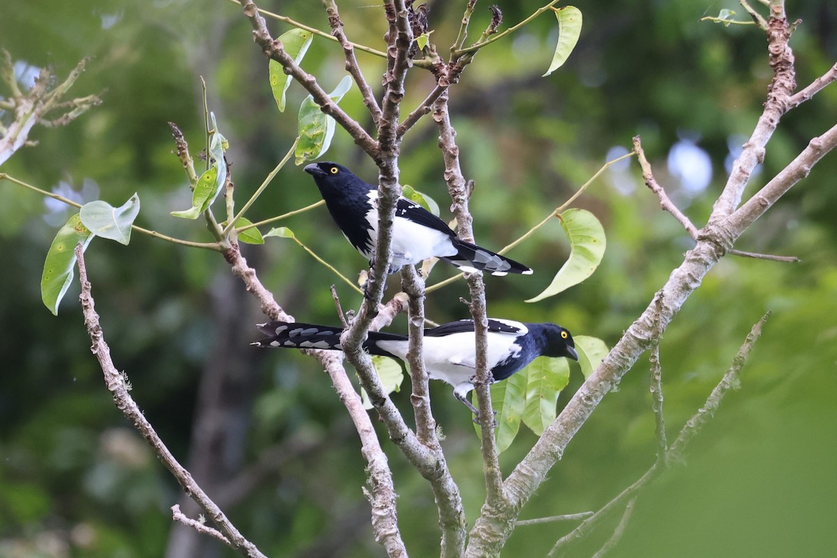 Magpie Tanager - ML614324849