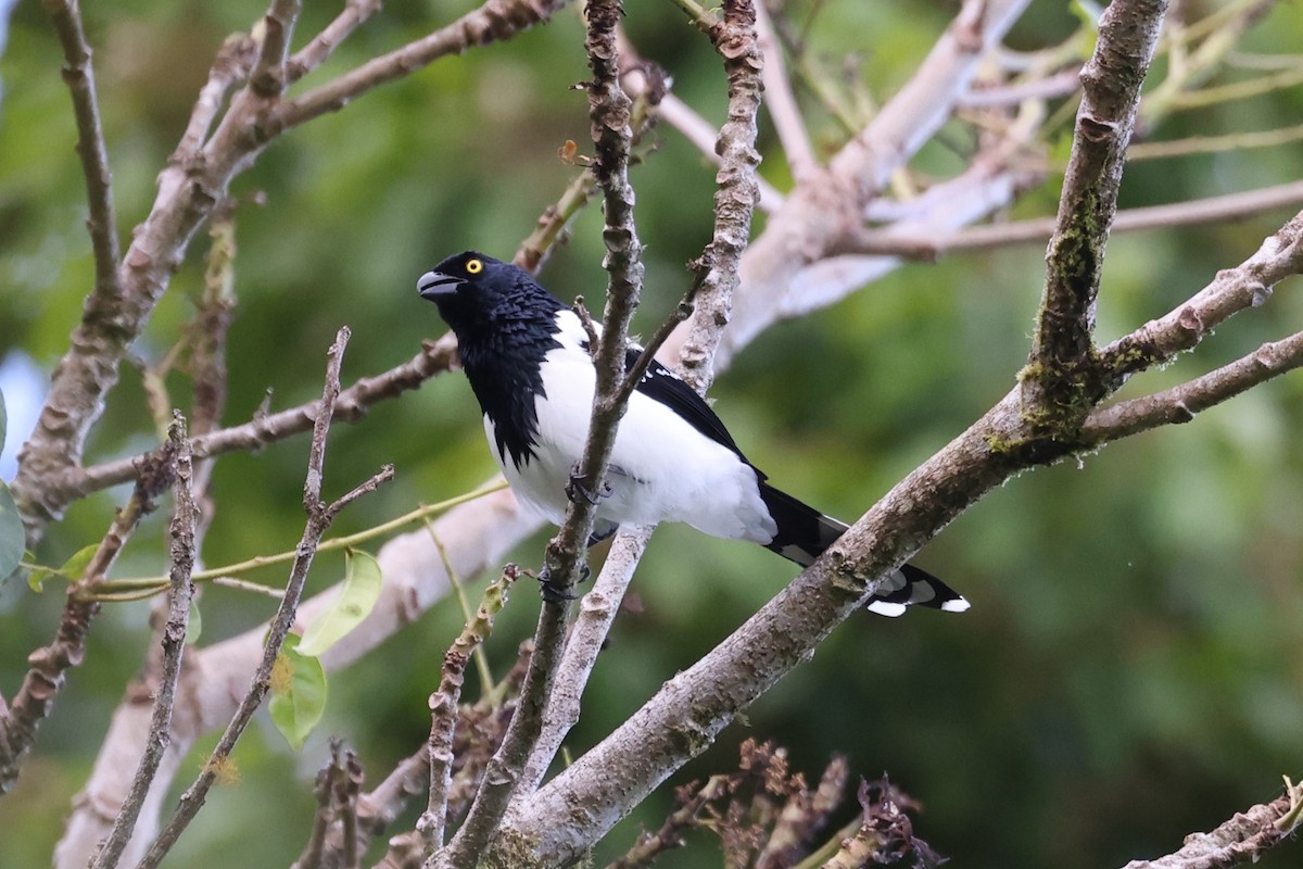 Magpie Tanager - ML614324851