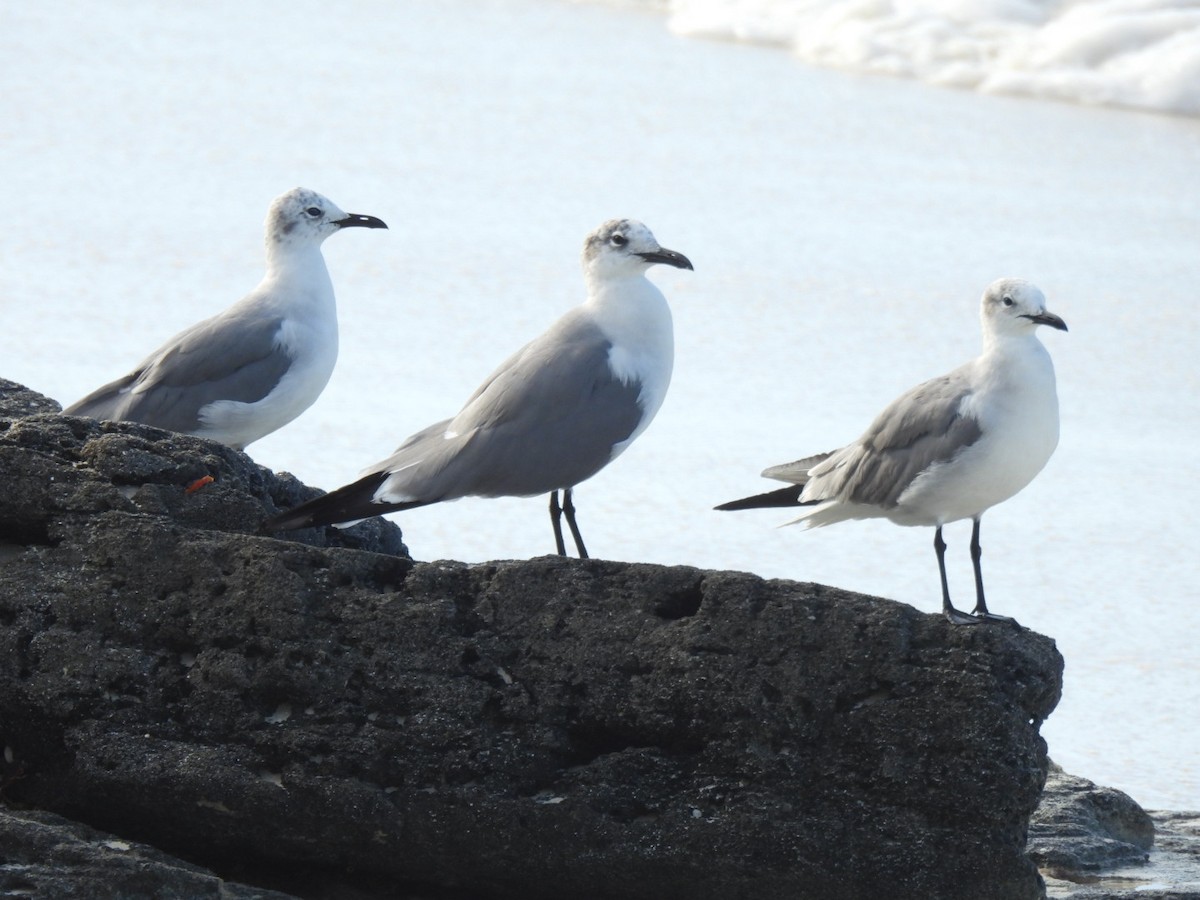 Laughing Gull - ML614324864