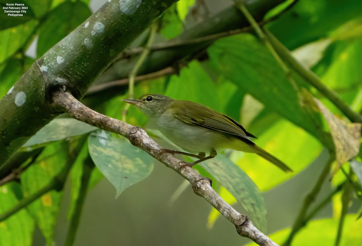 Philippine Leaf Warbler - Kevin Pearce