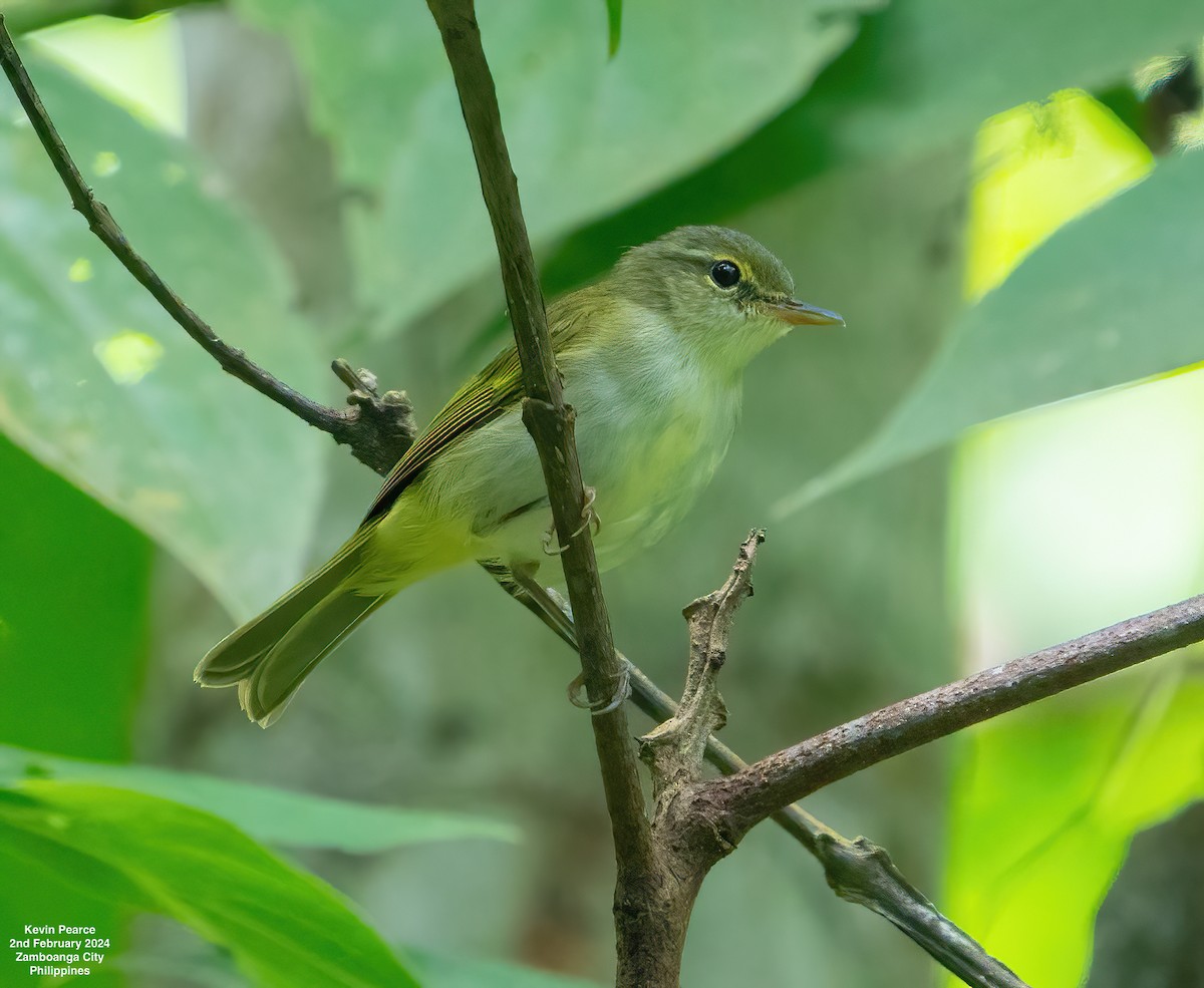 Philippine Leaf Warbler - Kevin Pearce