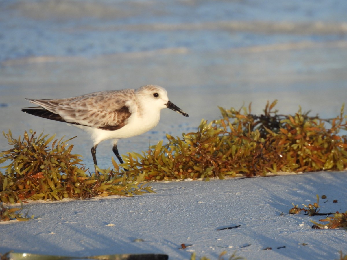 Sanderling - ML614324936