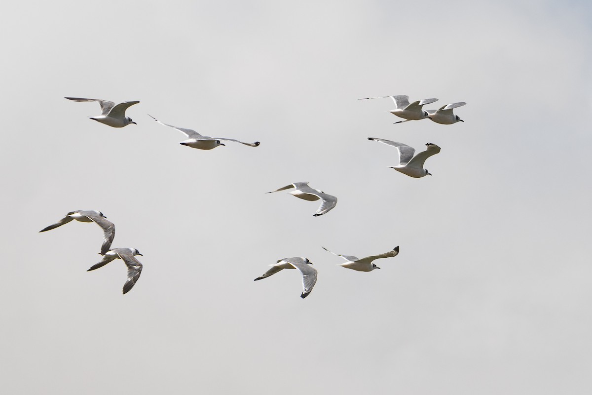 Franklin's Gull - Amer Fernández Dávila Angulo