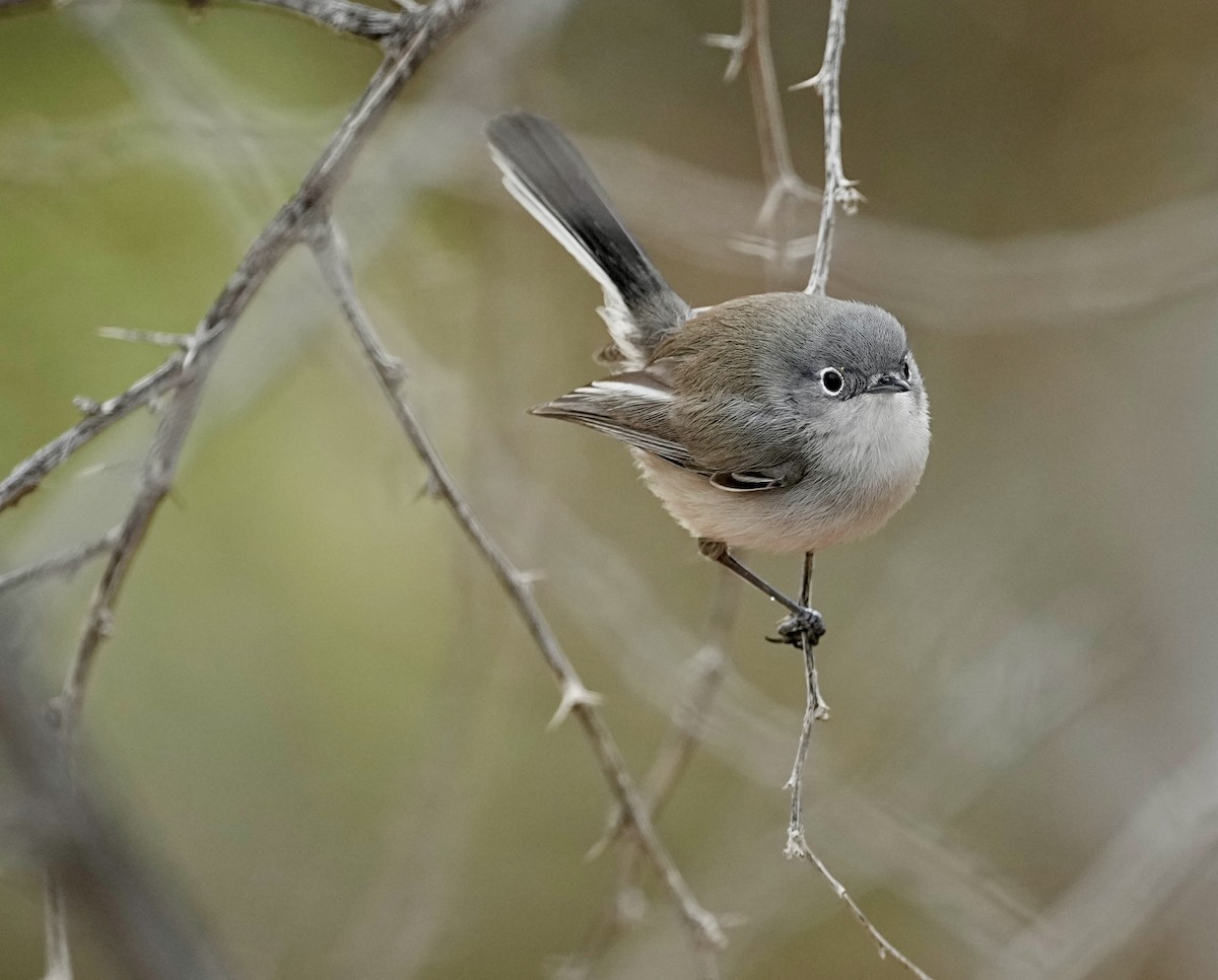 Black-tailed Gnatcatcher - ML614325014