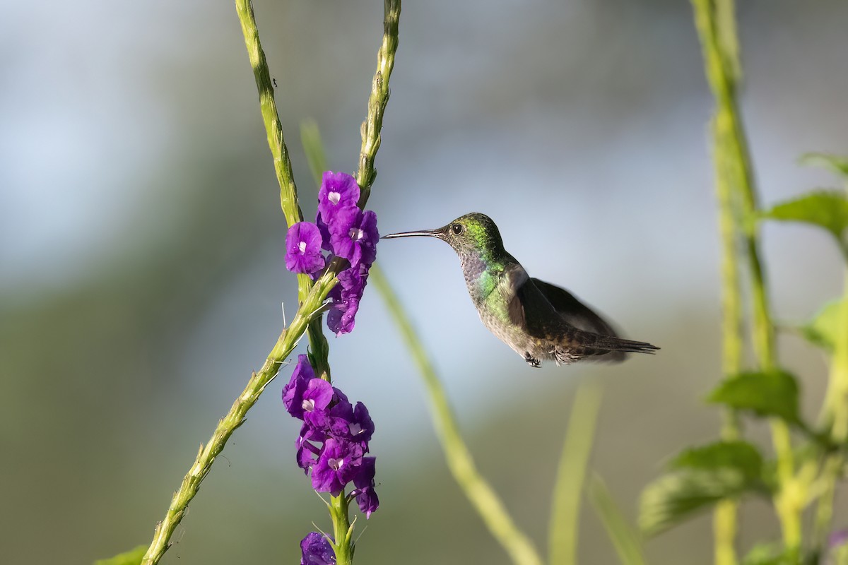 kolibřík skvrnitoprsý - ML614325026