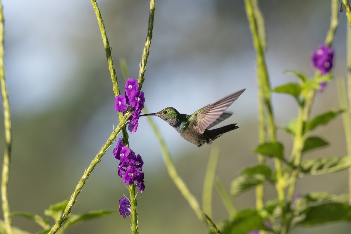 kolibřík skvrnitoprsý - ML614325027
