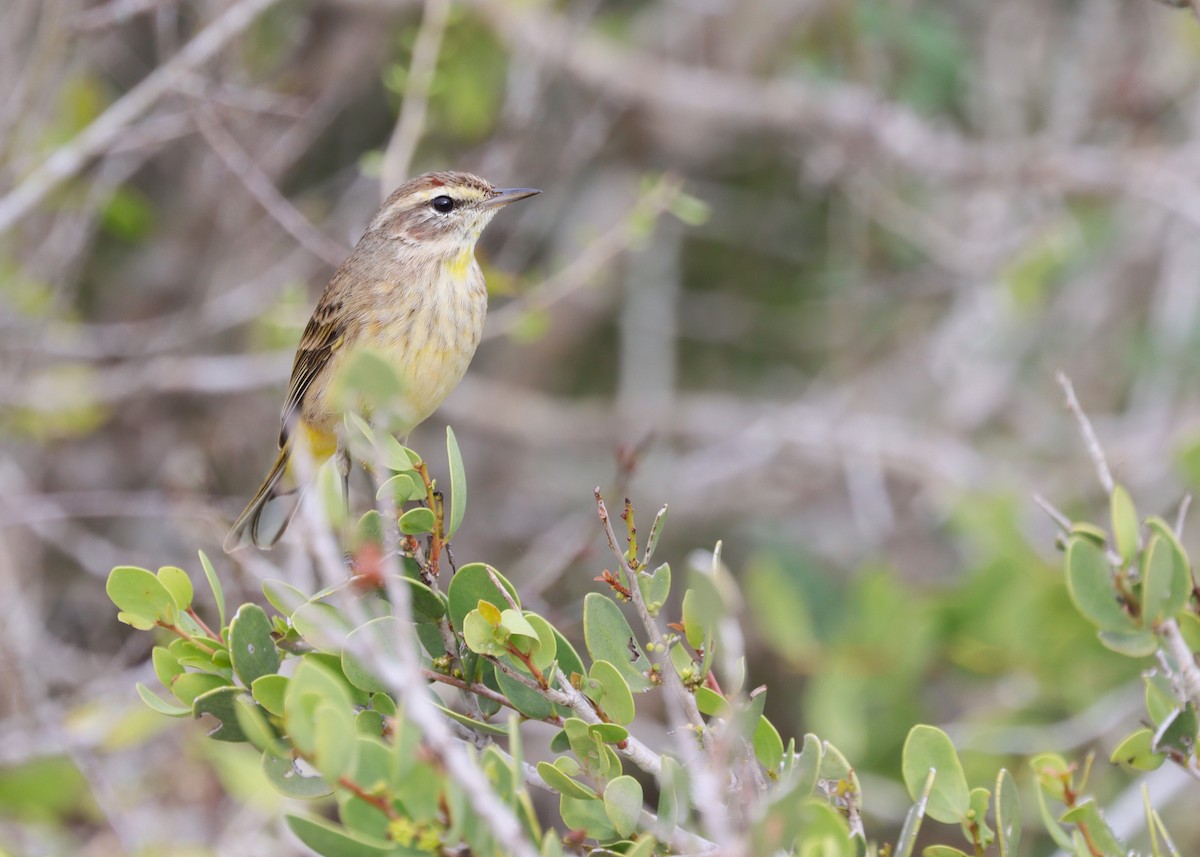 Palm Warbler - Javi Gonzalez