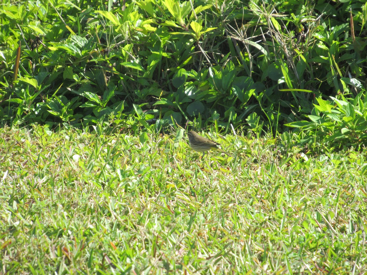 Palm Warbler - Christine Whittet