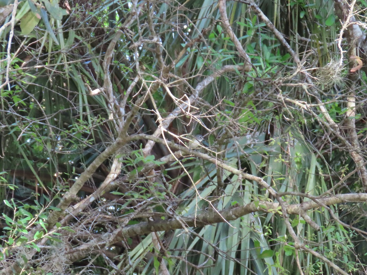 Vireo Solitario - ML614325128