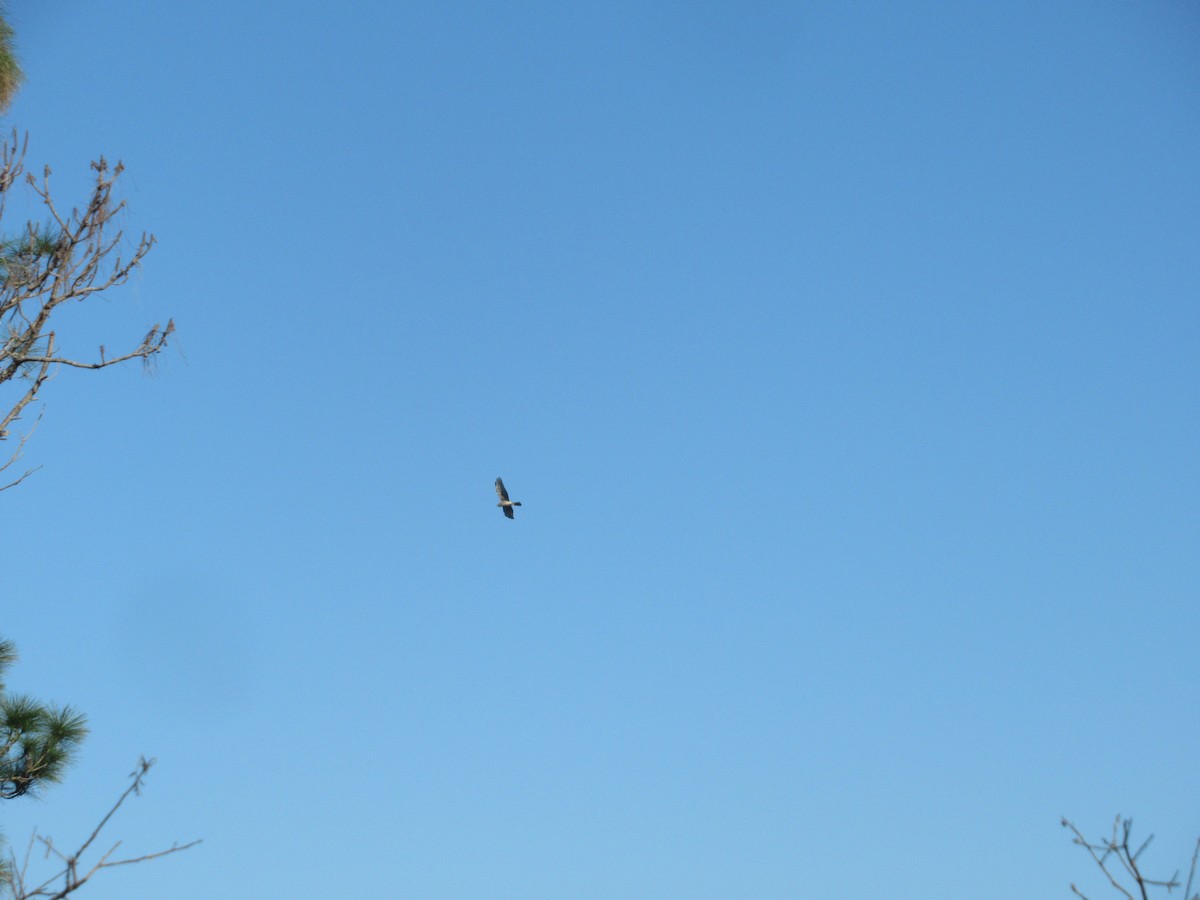 Northern Harrier - ML614325130