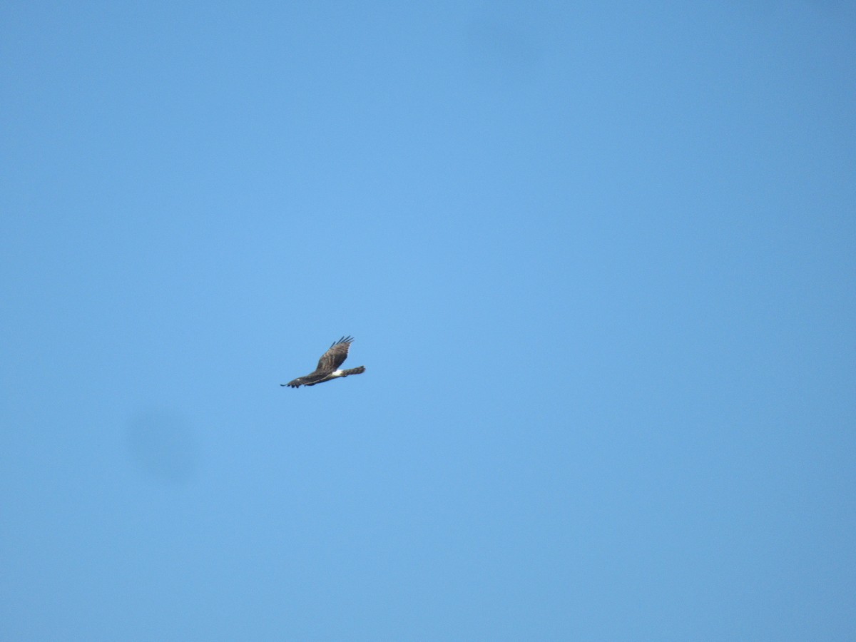 Northern Harrier - Christine Whittet