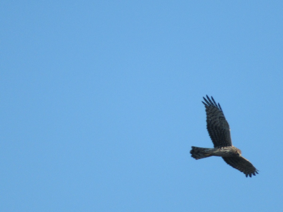 Northern Harrier - Christine Whittet