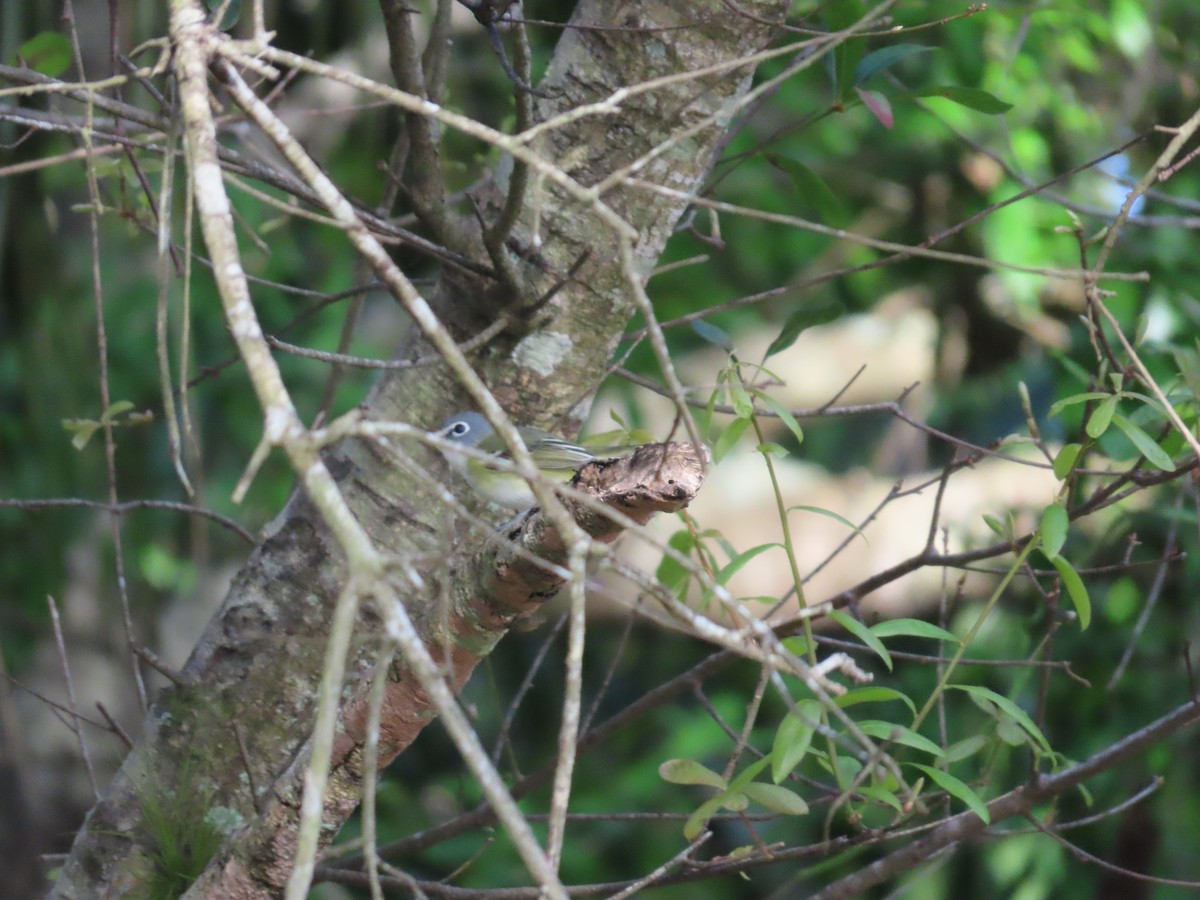 Vireo Solitario - ML614325139