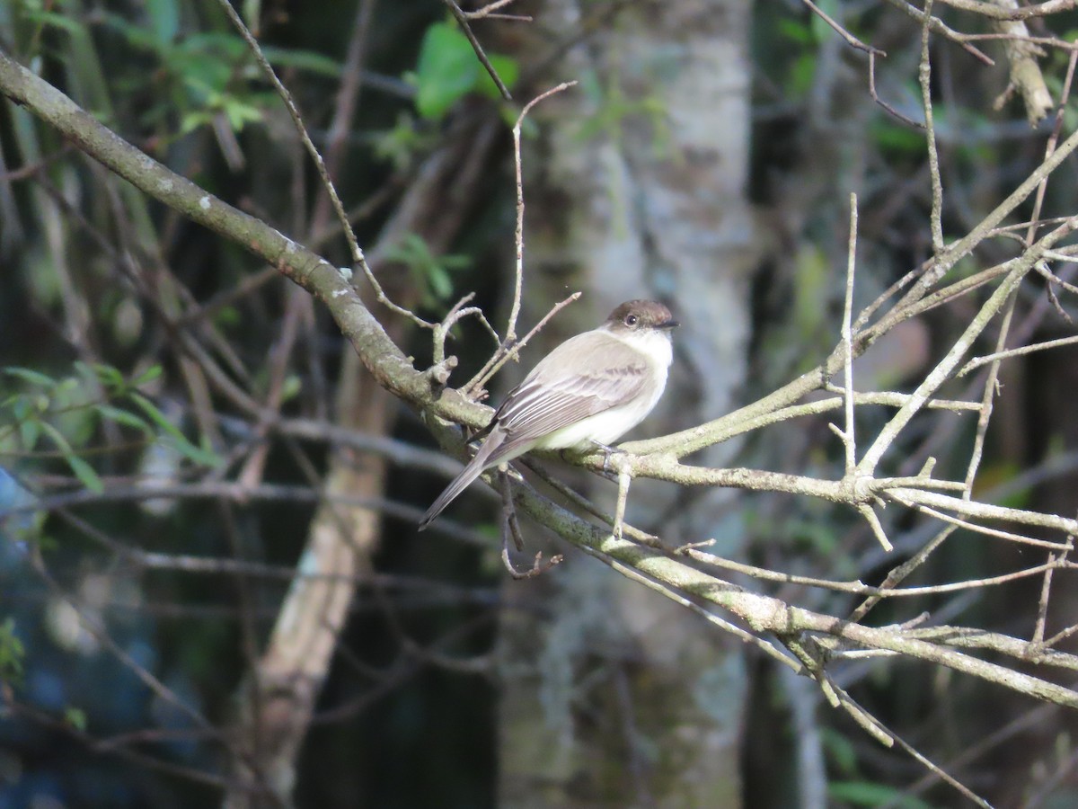 Eastern Phoebe - ML614325160