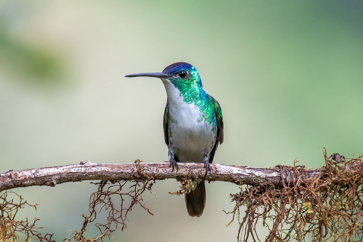 Andean Emerald - Doug Norwood