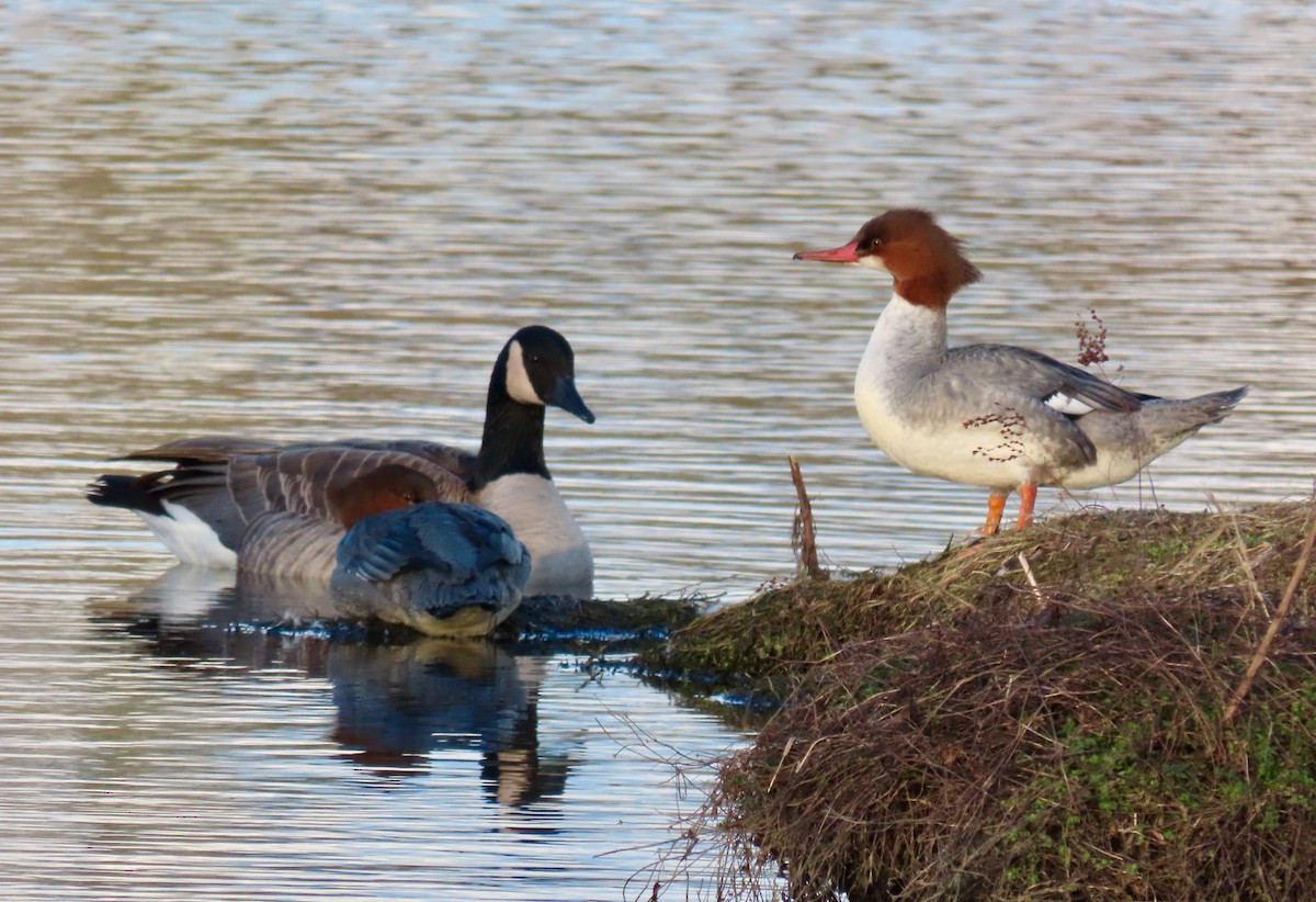 Common Merganser - ML614325182