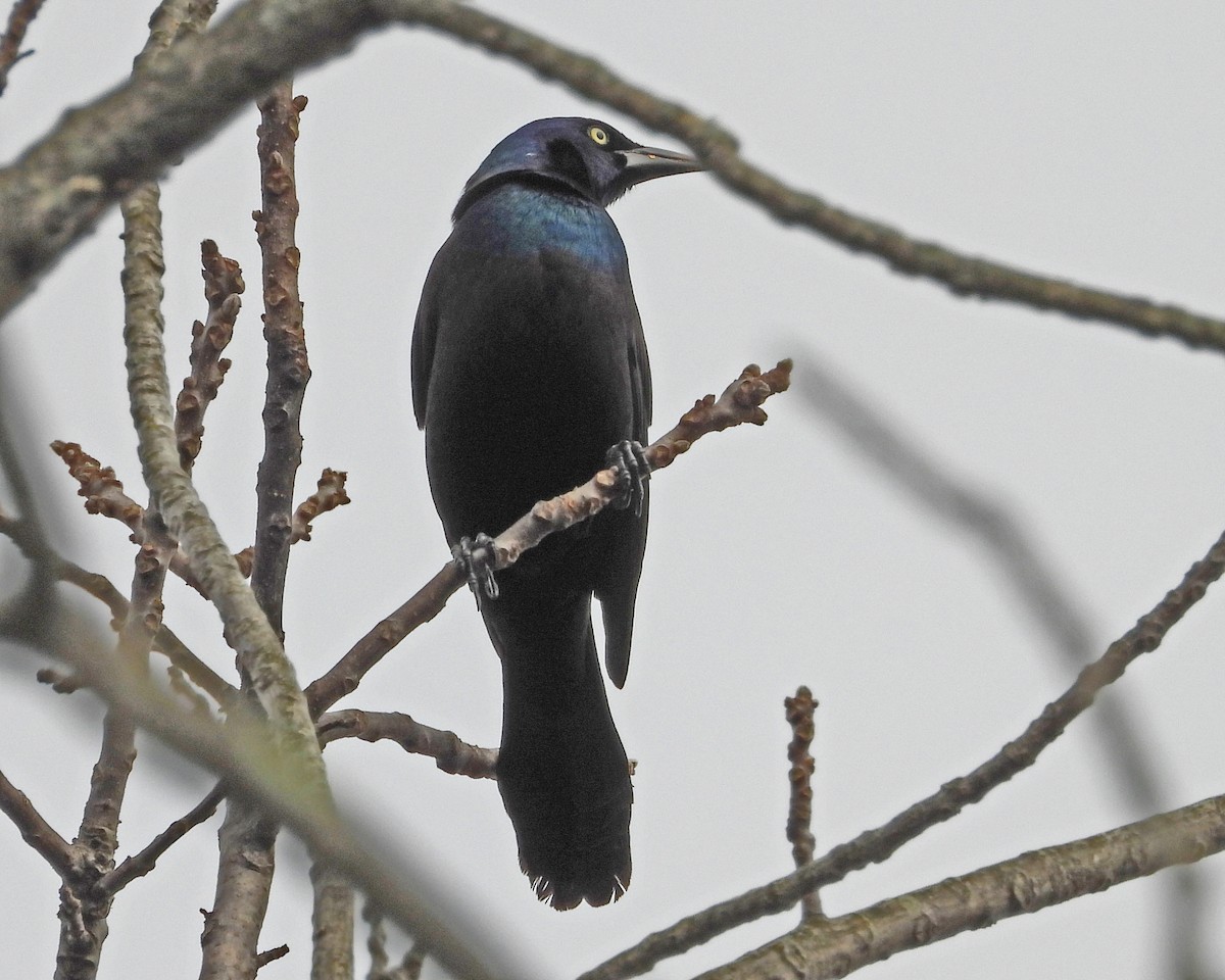 Common Grackle - ML614325308