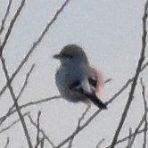 Loggerhead/Northern Shrike - ML614325321