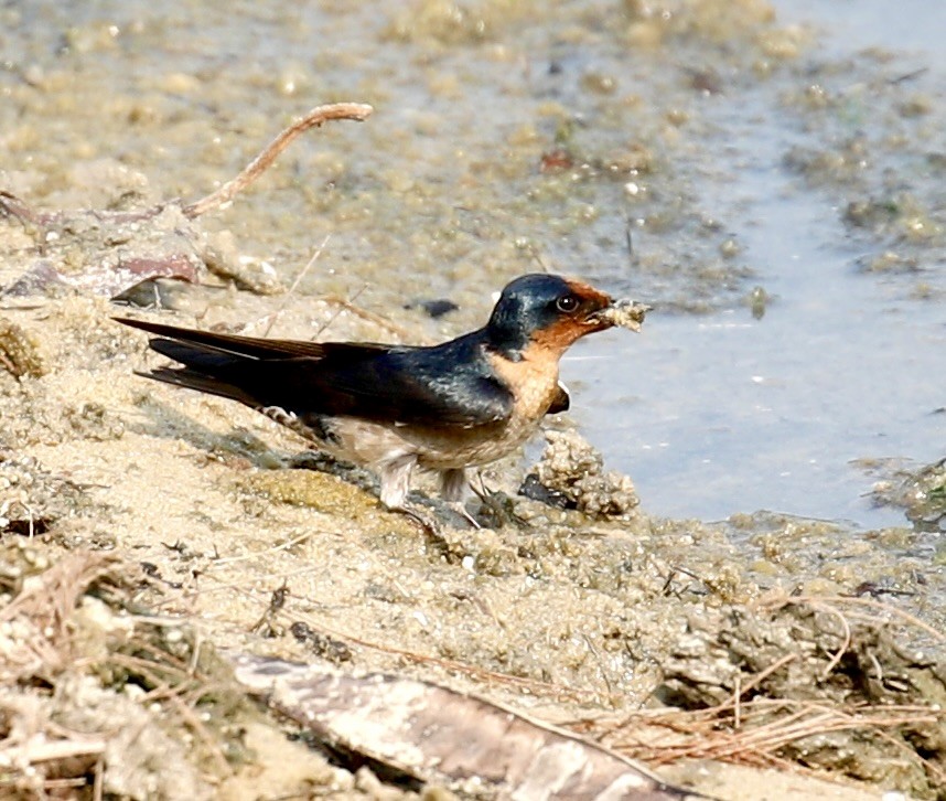 Pacific Swallow - ML614325365