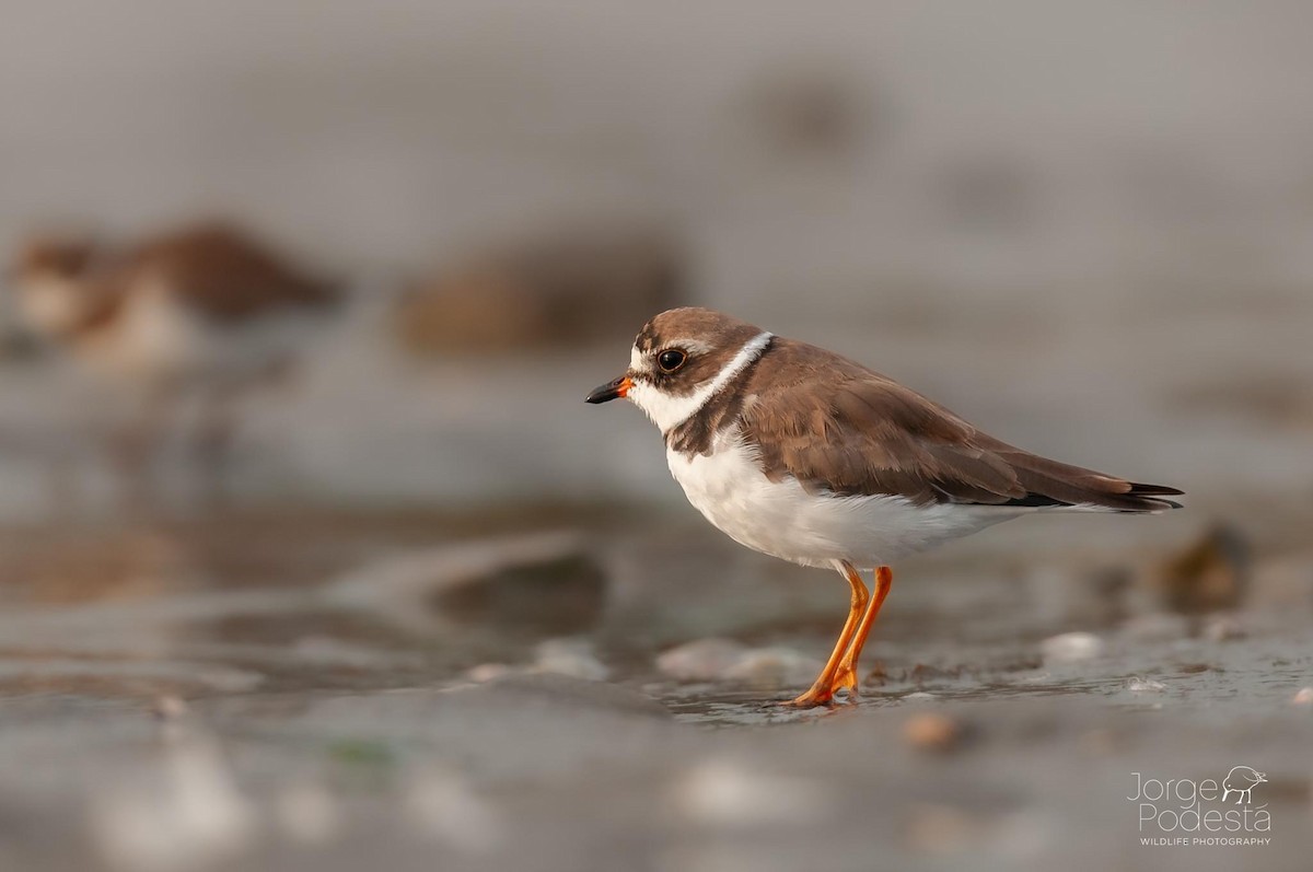 Semipalmated Plover - Jorge Podestá Hernández