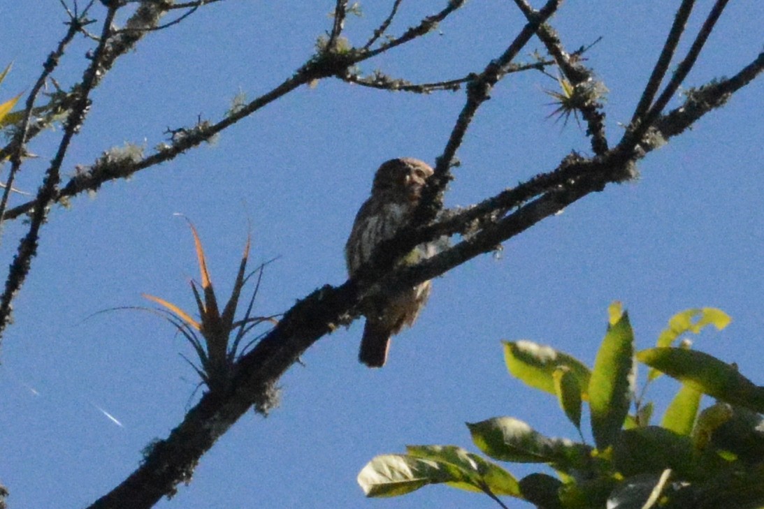 Peruvian Pygmy-Owl - ML614325547