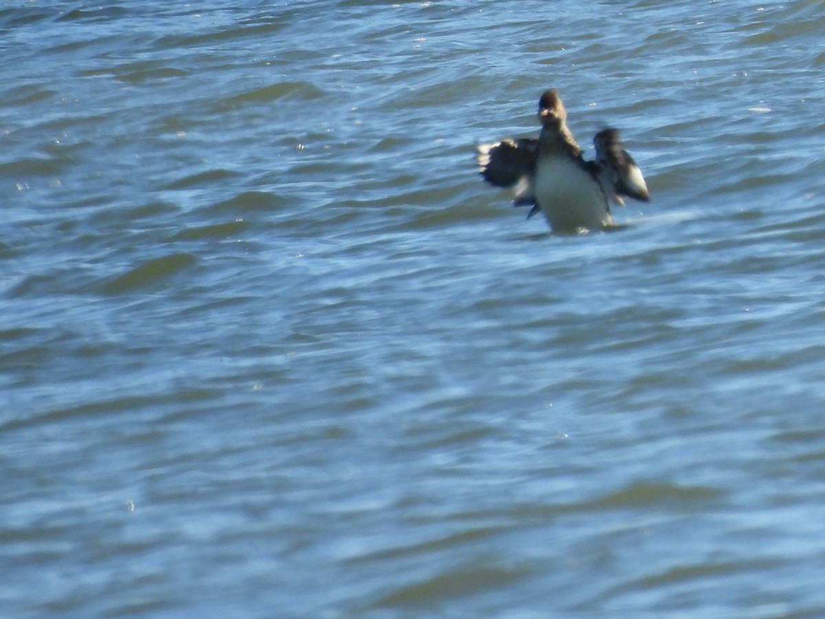 Red-breasted Merganser - ML614325636