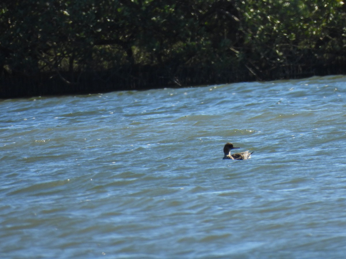 Red-breasted Merganser - ML614325659