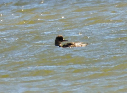 Red-breasted Merganser - ML614325678