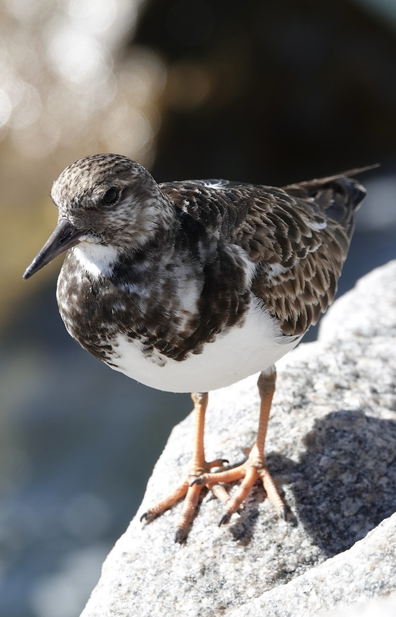 Ruddy Turnstone - ML614325682