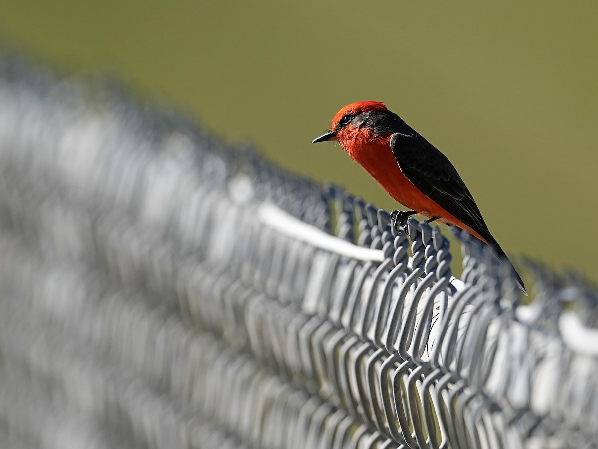 Vermilion Flycatcher - Donald Estep